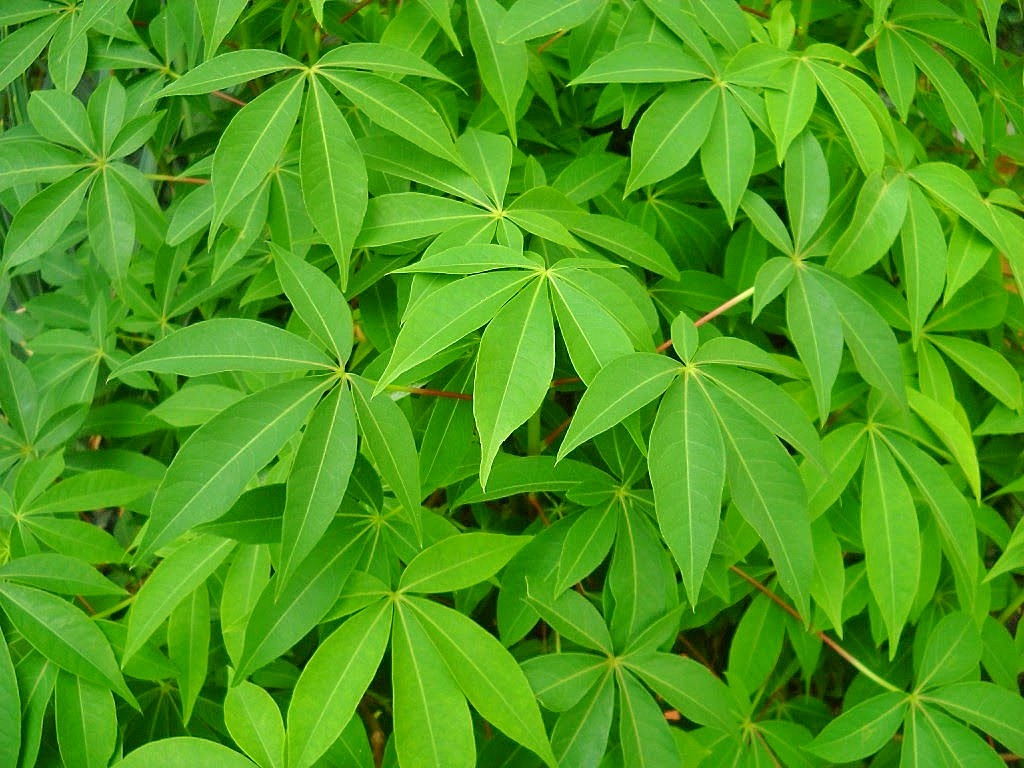 04 Feuilles de manioc pilées