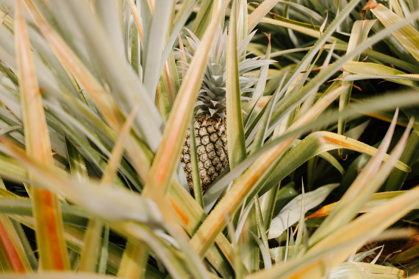 Confiture ananas