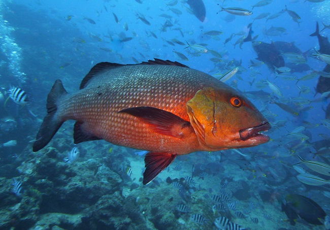 Fillet de poisson rouge en saumure