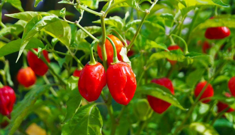 Shito piment assaisonné rouge