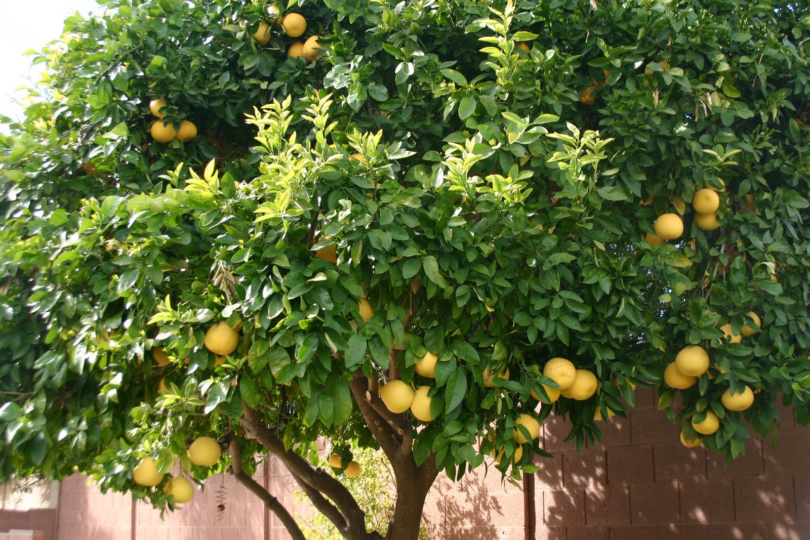 Confiture aux trois agrumes