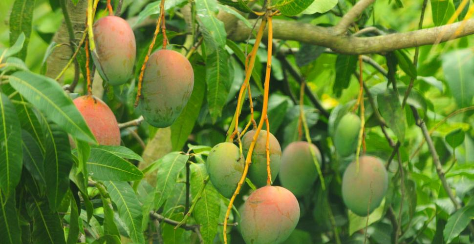 Confiture Mangue-ananas