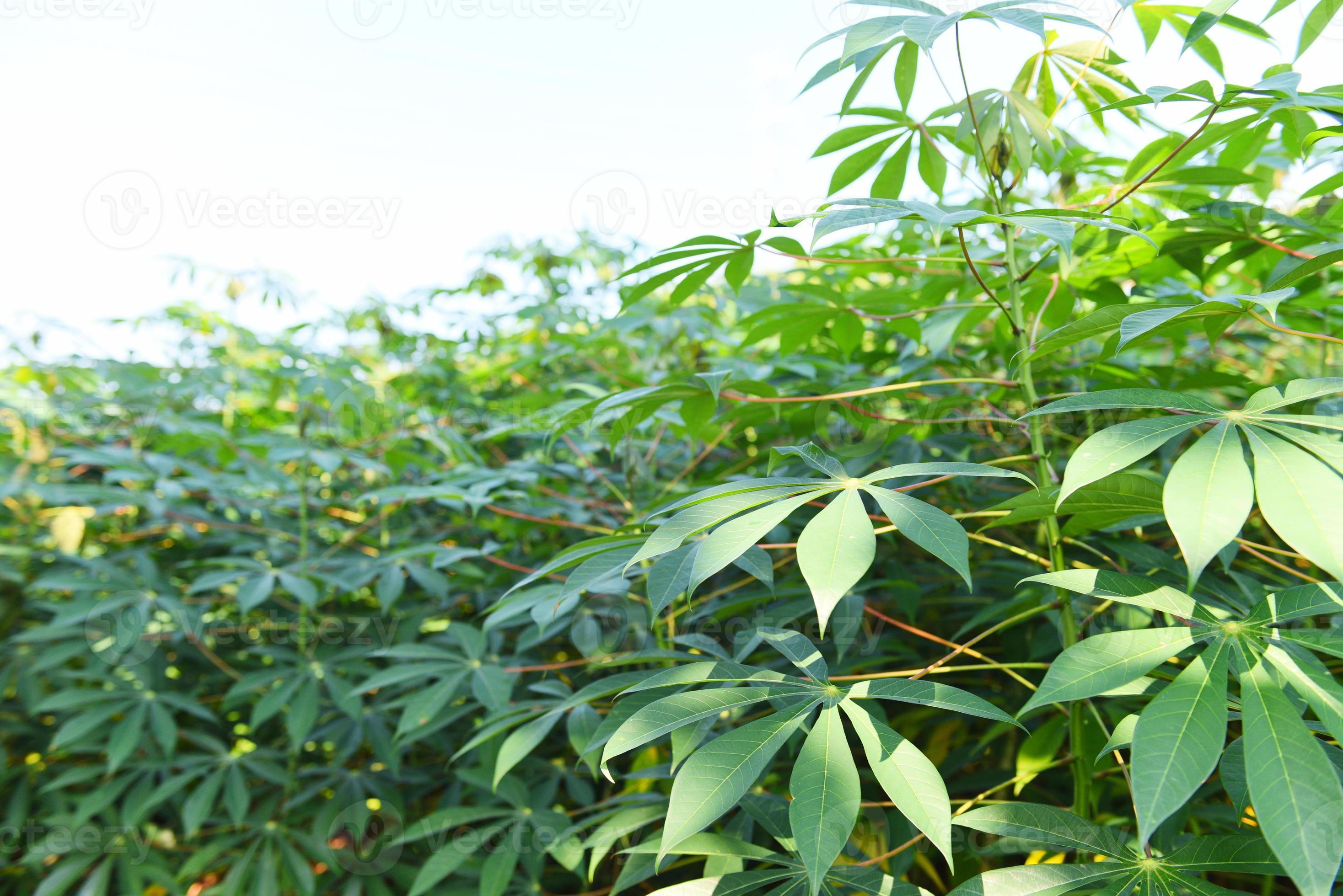 Feuilles de manioc prêt à cuir