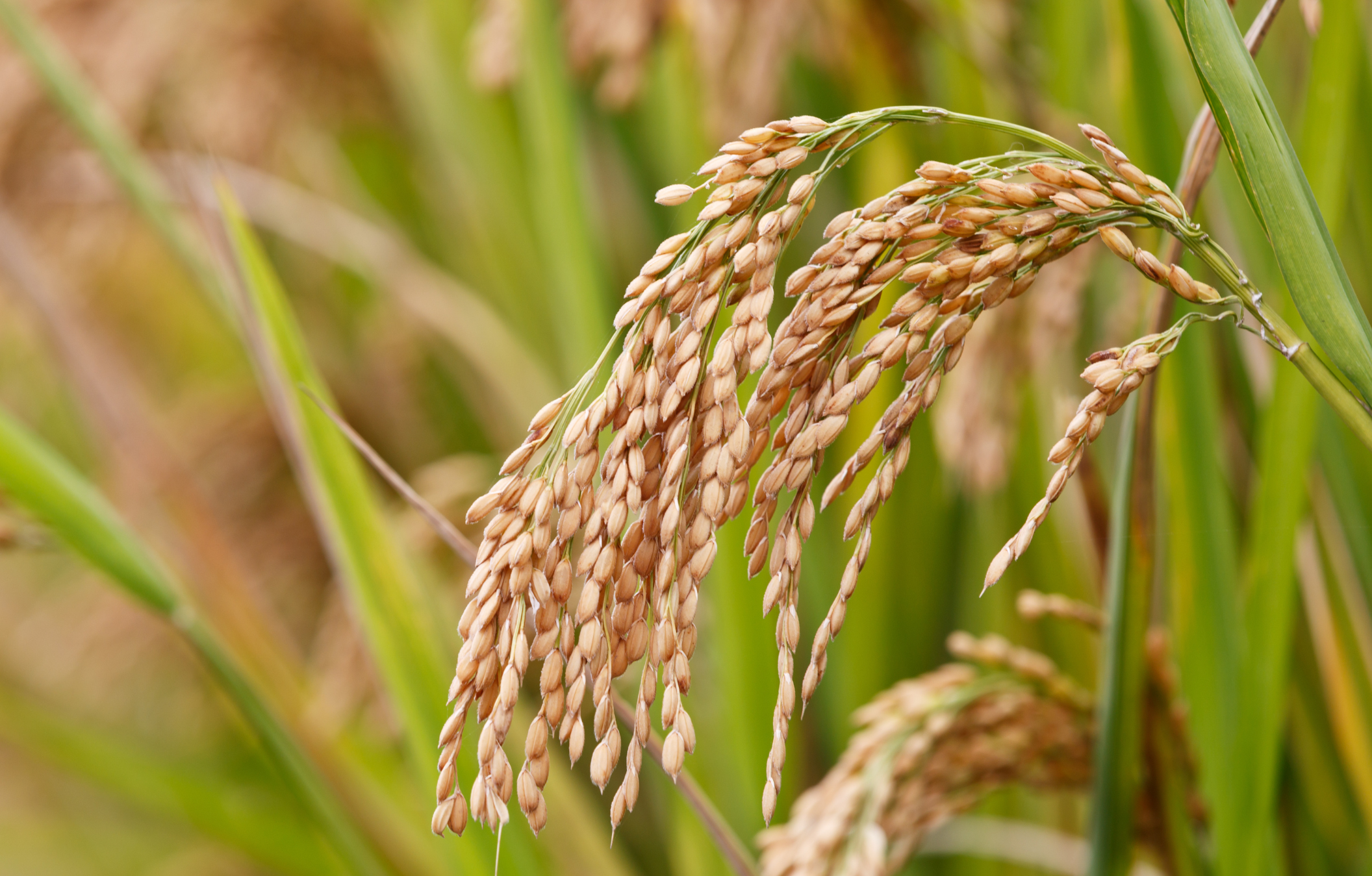 Bouillie de Riz blanc