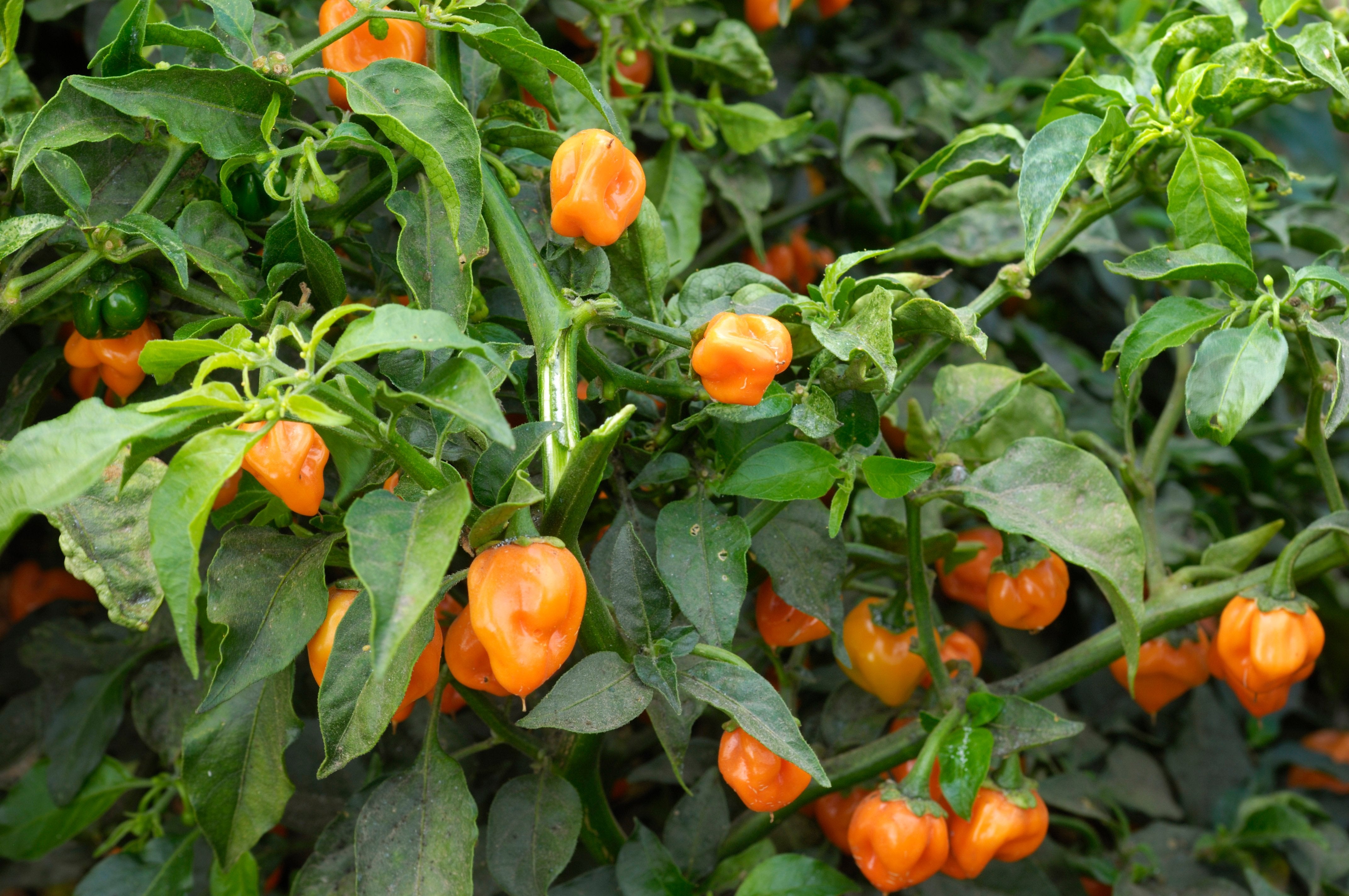Huile de piment aromatisée au thym