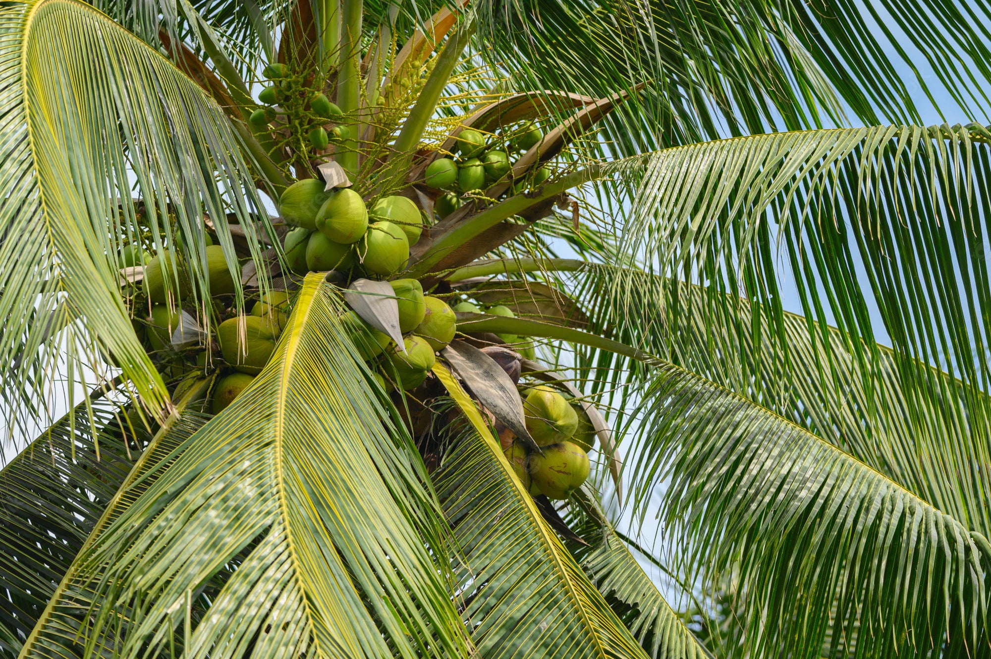 Huile de coco fait à la main